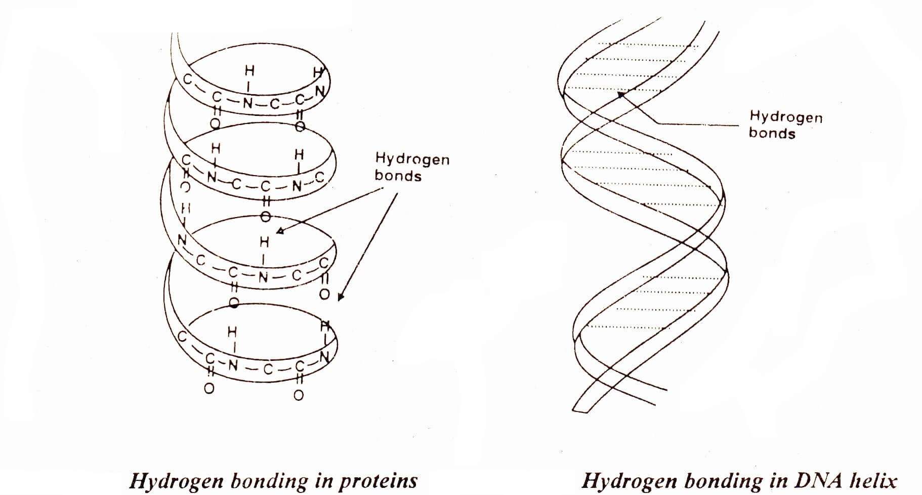Hydrogen bonding in biological molecules